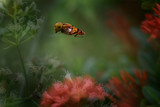 bees flying between flowers