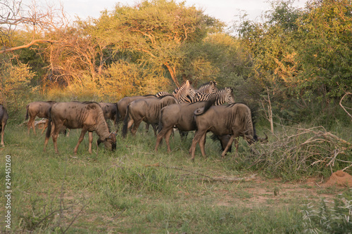 South African Safari wildlife Blue wildebeest