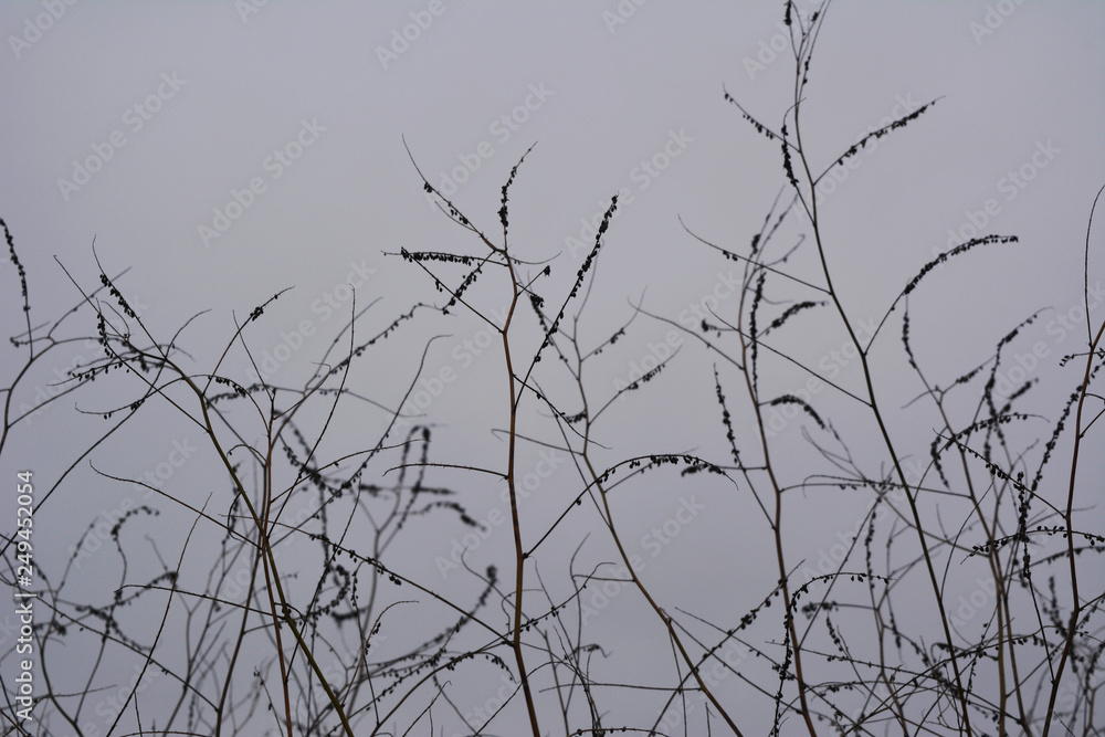 Dry herbs against grey cloudy sky. Silhouettes of plants. Dry herbs against grey cloudy sky. Silhouettes of plants.