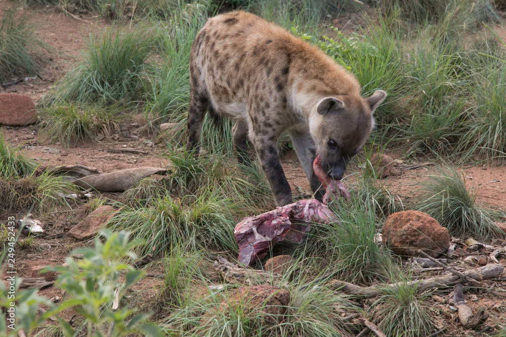South African Safari wildlife spotted hyena South African Safari wildlife spotted hyena