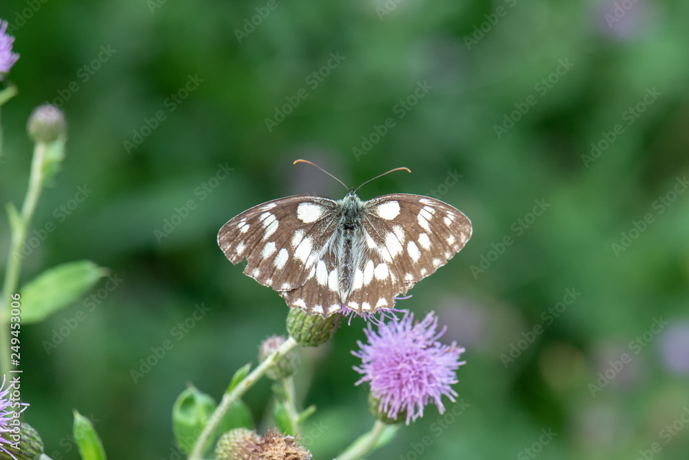 Satyridae / Orman Melikesi / / Melanargia galathea Satyridae / Orman Melikesi / / Melanargia galathea