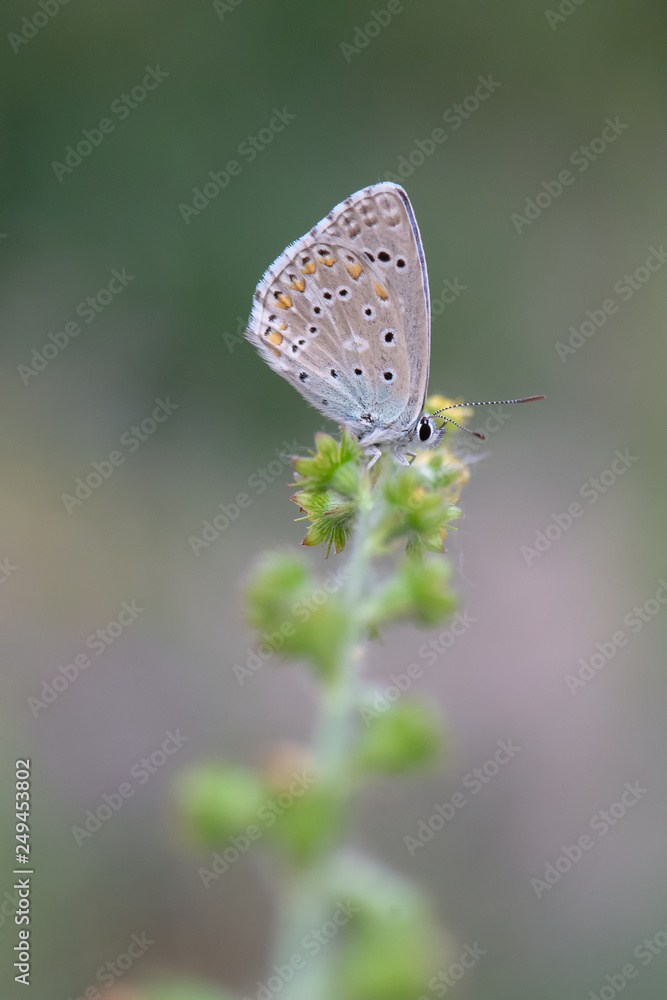 custom made wallpaper toronto digitalLycaenidae / Çokgözlü Mavi / / Polyommatus icarus