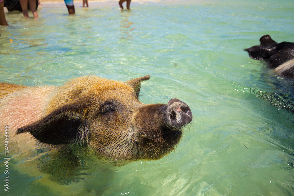 Excursion to the island Pig Beach. Pigs in the Atlantic Ocean. Bahamas. USA. Excursion to the island Pig Beach. Pigs in the Atlantic Ocean. Bahamas. USA.