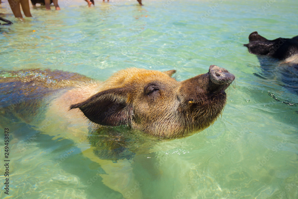 Fototapeta premium Excursion to the island Pig Beach. Pigs in the Atlantic Ocean. Bahamas. USA. 
