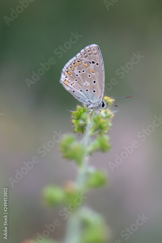 Wallpaper Mural Lycaenidae / Çokgözlü Mavi / / Polyommatus icarus Torontodigital.ca