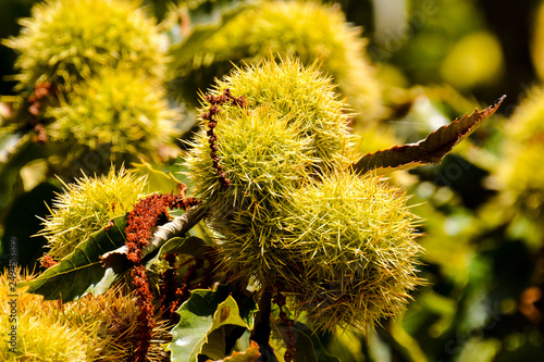 detail of ripe chestnuts