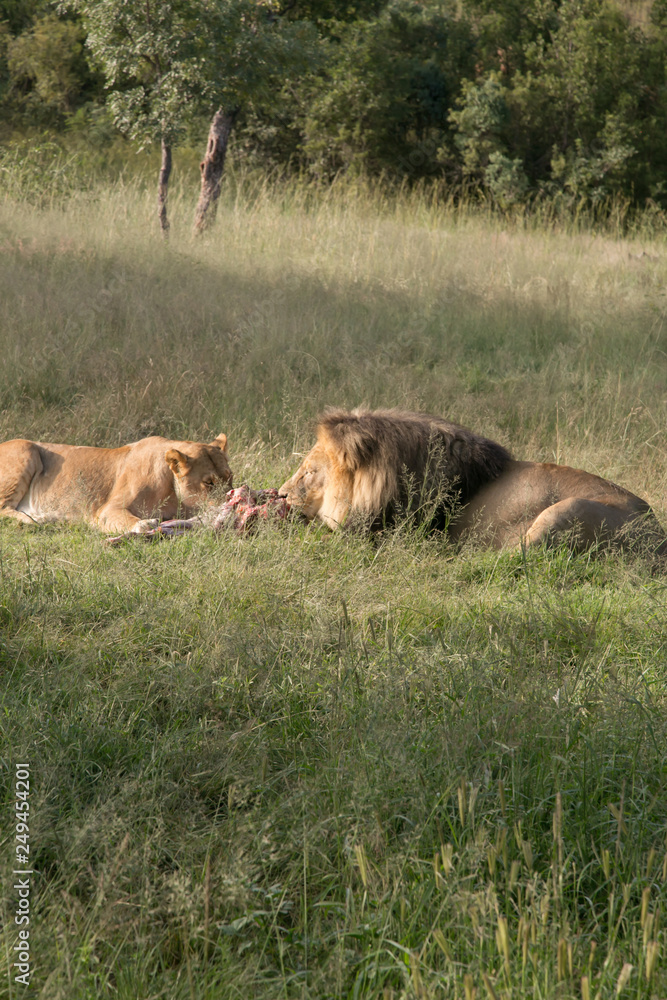 South African Safari wildlife lions South African Safari wildlife lions