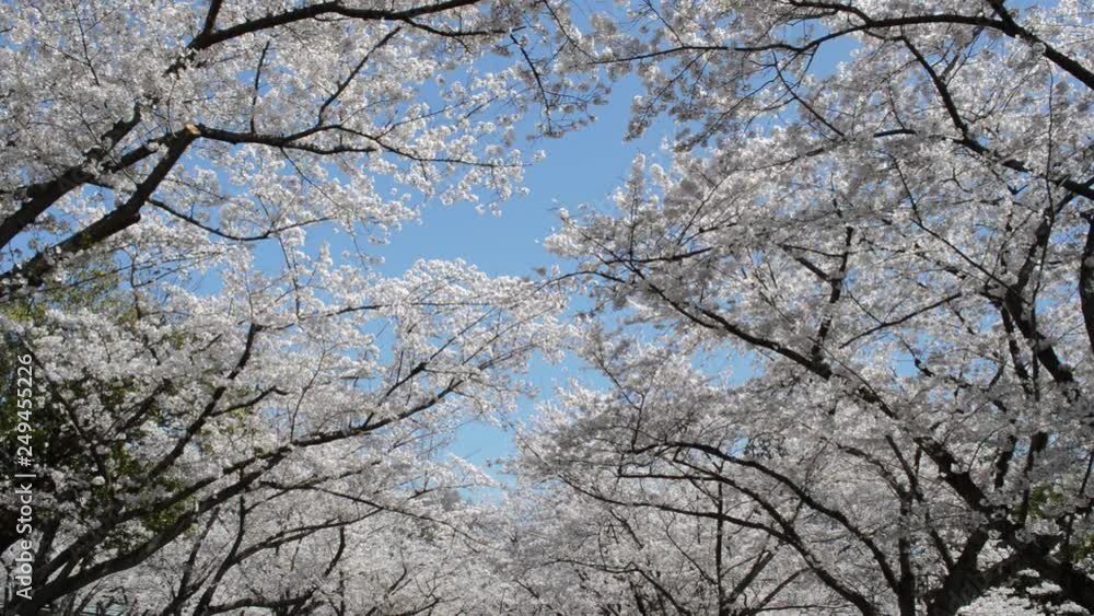 Cherry trees swaying in the breeze against the background of the blue sky Cherry trees swaying in the breeze against the background of the blue sky