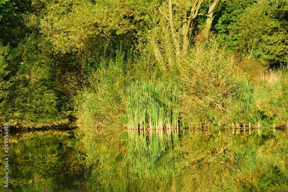Obraz premium Pond shore with reflection in water.