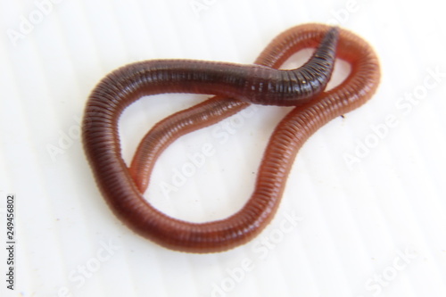 earthworm isolated on white background