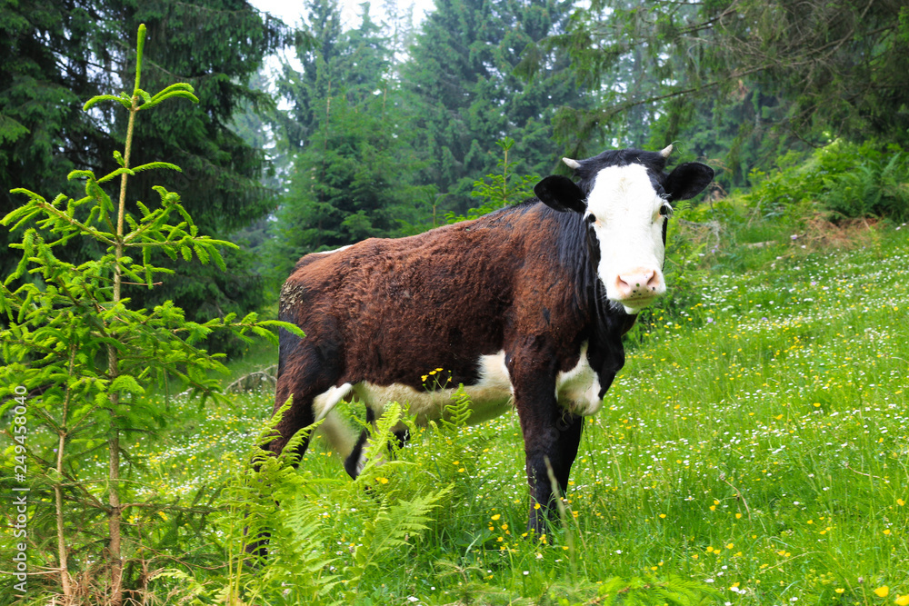 black and white calf near the forest black and white calf near the forest