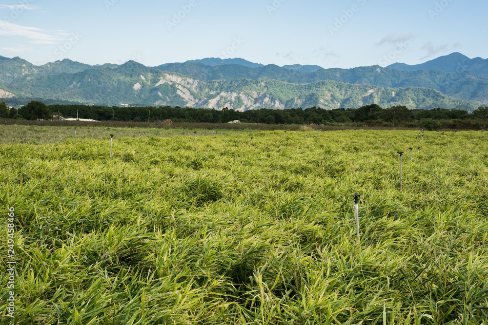 Fototapeta premium ginger farm at outdoor