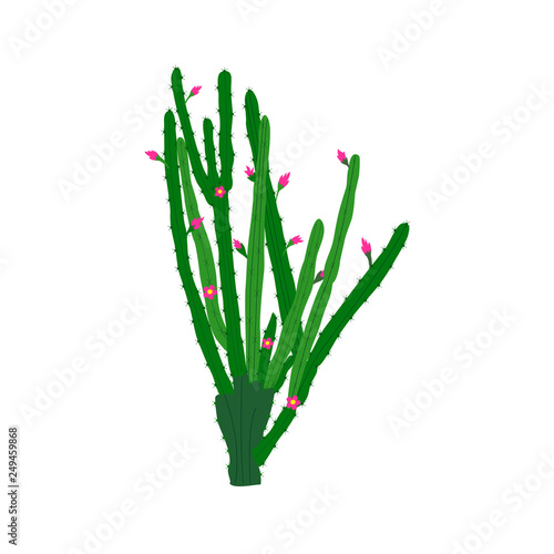Cactus isolation with flowers