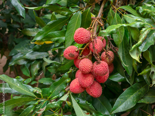Mature Lychee fruits on tree ready to picking photo
