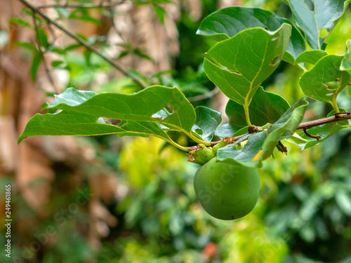 Not Mature green Kaki (Khaki, Persimmon) fruits on tree