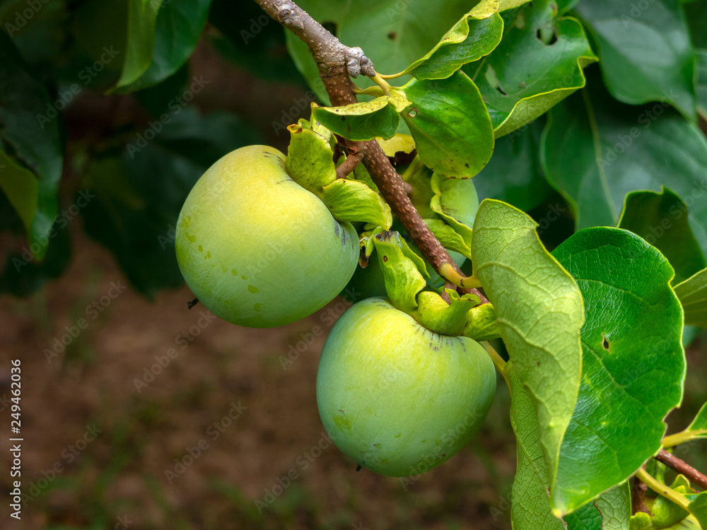 Obraz premium Not Mature green Kaki (Khaki, Persimmon) fruits on tree