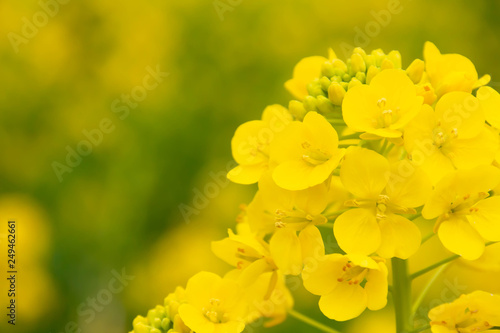満開の菜の花畑の黄色い菜の花