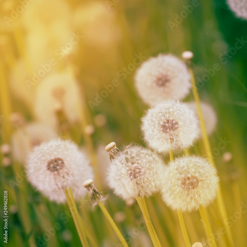 Bright spring natural background with blooming fluffy dandelions  outside nature  soft focus  partially blurred image