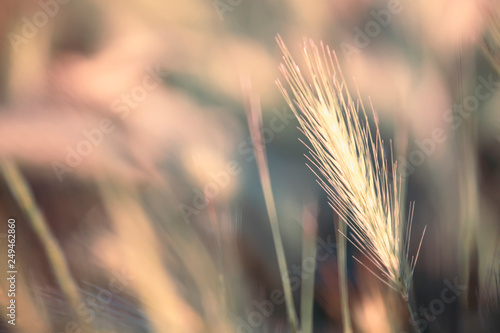 Abstract natural background with green summer grass  backlit  blurred image  shallow depth of field