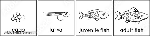 Coloring page with life cycle of fish. Sequence of stages of development of fish from egg (roe) to adult animal