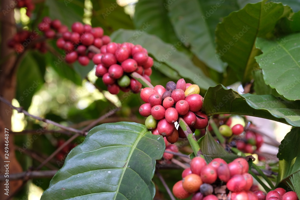 Arabica Coffee Tree.red ripe berries. Arabica Coffee Tree.red ripe berries.