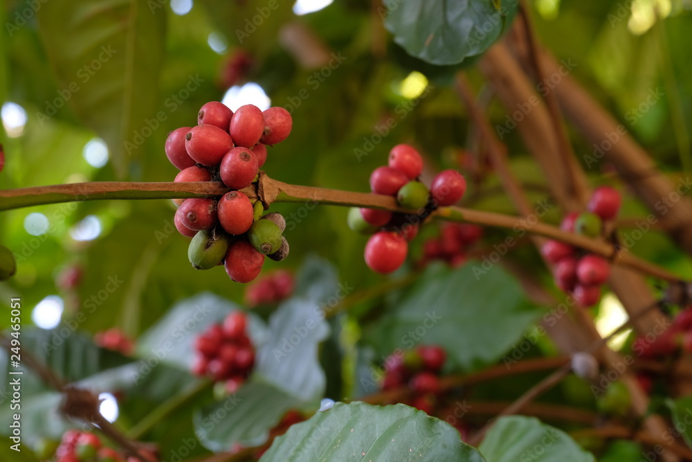 Arabica Coffee Tree.red ripe berries. Arabica Coffee Tree.red ripe berries.
