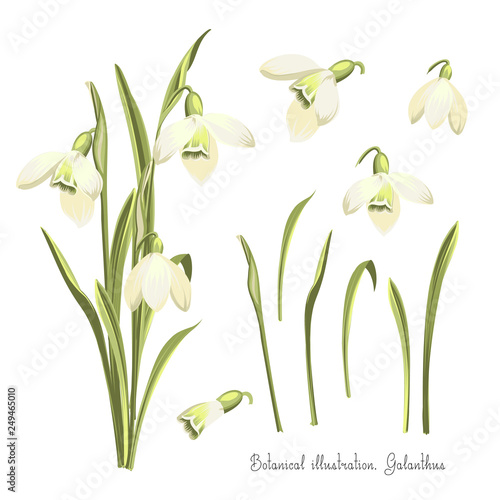 Vector set of flowers of Galanthus . Botanical illustration. Spring bouquet of snowdrops. Vector illustration.