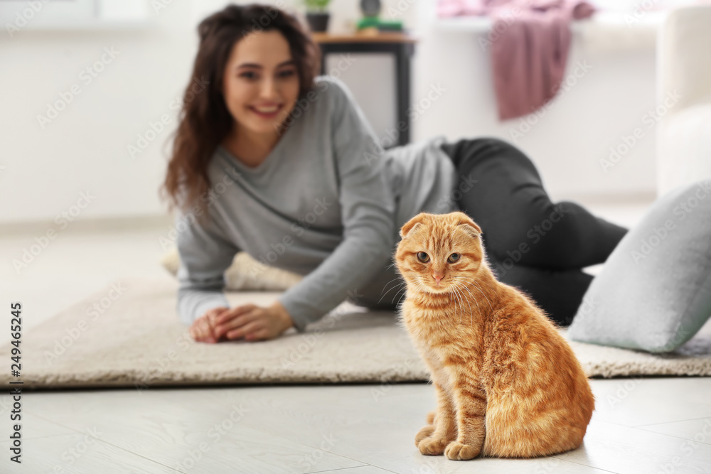 Cute funny cat with owner at home Cute funny cat with owner at home
