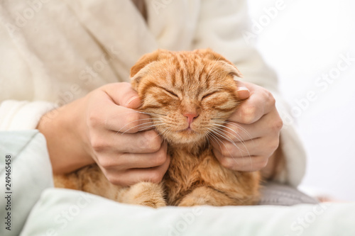 Contented ginger cat with c...
