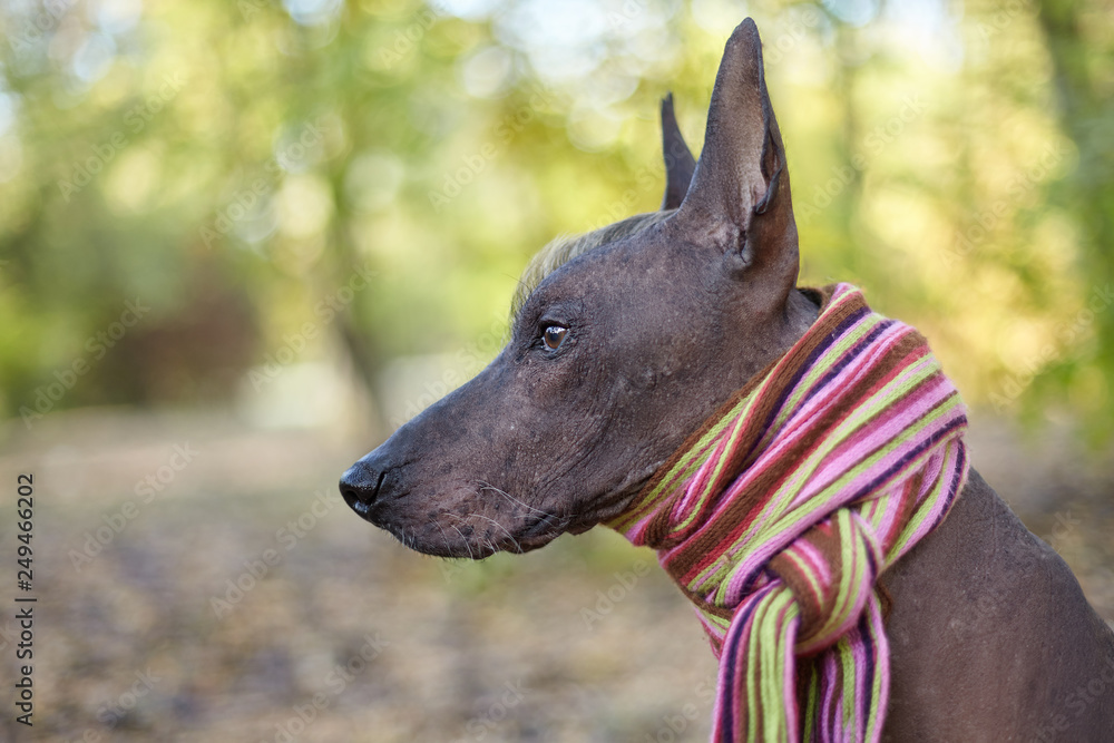 Xoloitzcuintle dog (Mexican Hairless dog breed) in bright stripped ...