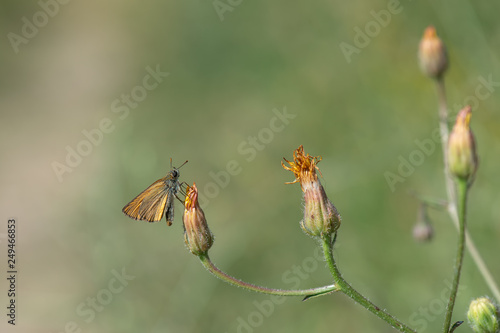 Hesperiidae / Sarı Antenli Zıpzıp / / Thymelicus sylvestris