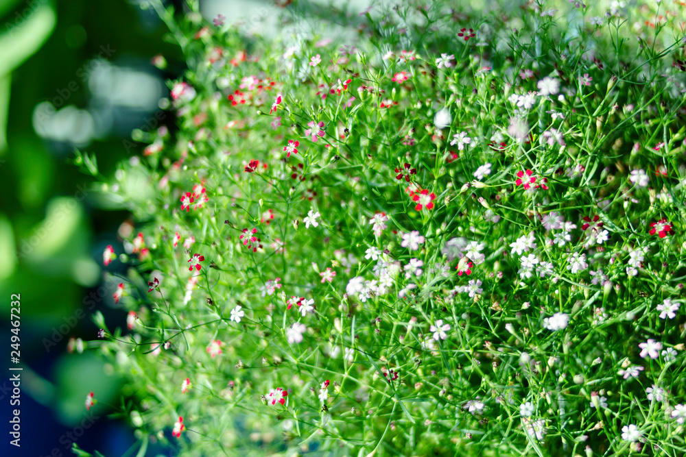 Yipso flower stock photo. Yipso flower stock photo.