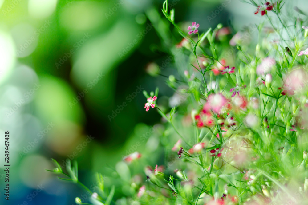 Yipso flower stock photo.