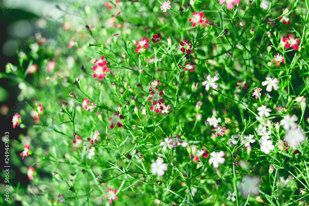 Yipso flower stock photo.