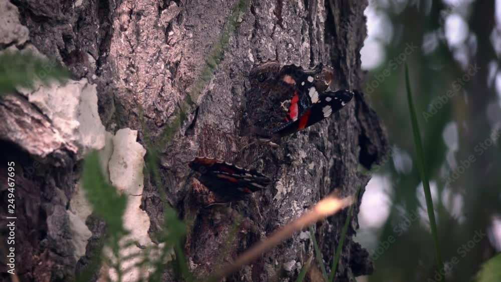 Flutter gentle creatures around the tree bark.Roll call butterflies.Two butterflies flit on the lawn. Flutter gentle creatures around the tree bark.Roll call butterflies.Two butterflies flit on the lawn.