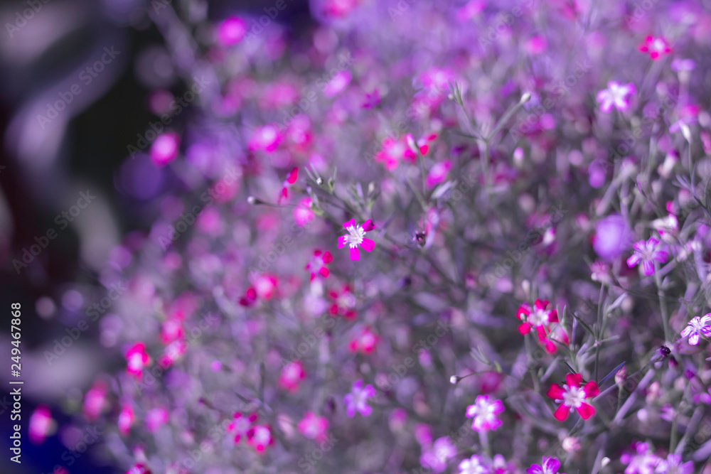 Yipso flower stock photo. Yipso flower stock photo.