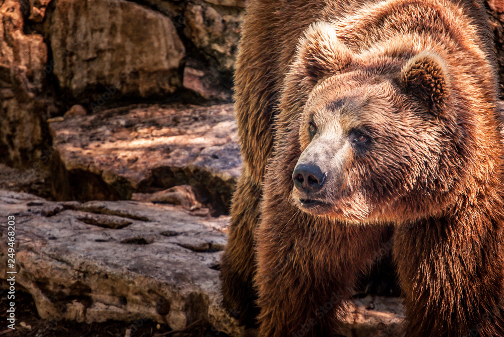 Obraz premium Brown Bear