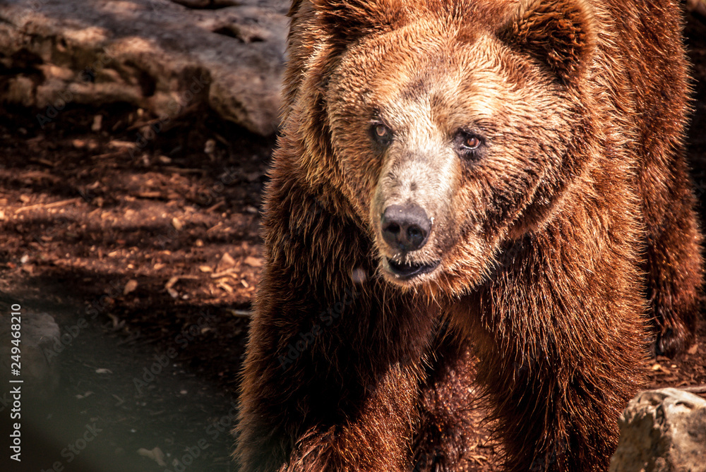 Brown bear
