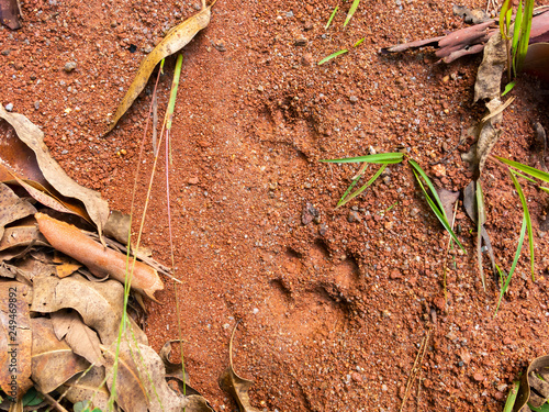 Wild cat steps on mud - semiotic indices photo