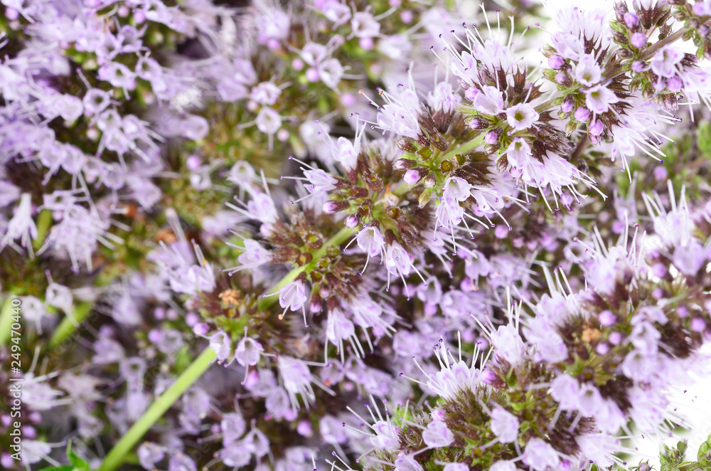 .Mentha spicata (Spearmint, Spear Mint) on an isolated white background. .Mentha spicata (Spearmint, Spear Mint) on an isolated white background.