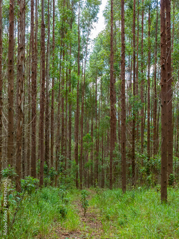 Eucalyptus plantation in Brazil Eucalyptus plantation in Brazil