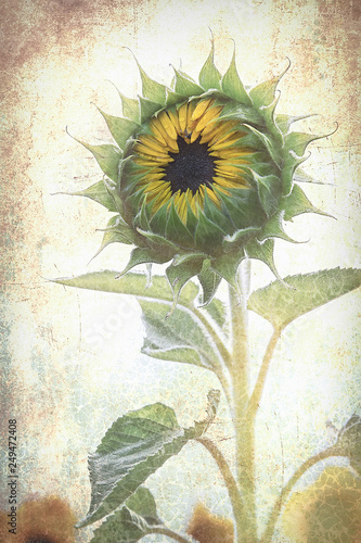 Postkarte Sonnenblüme