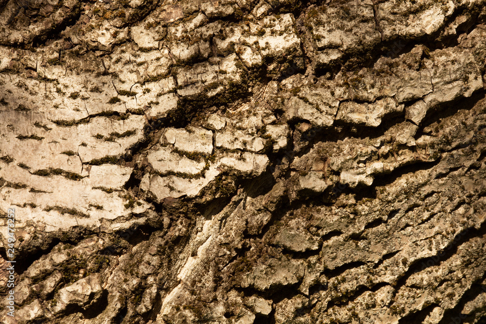 Walnut tree crust texture, natural wood background Walnut tree crust texture, natural wood background