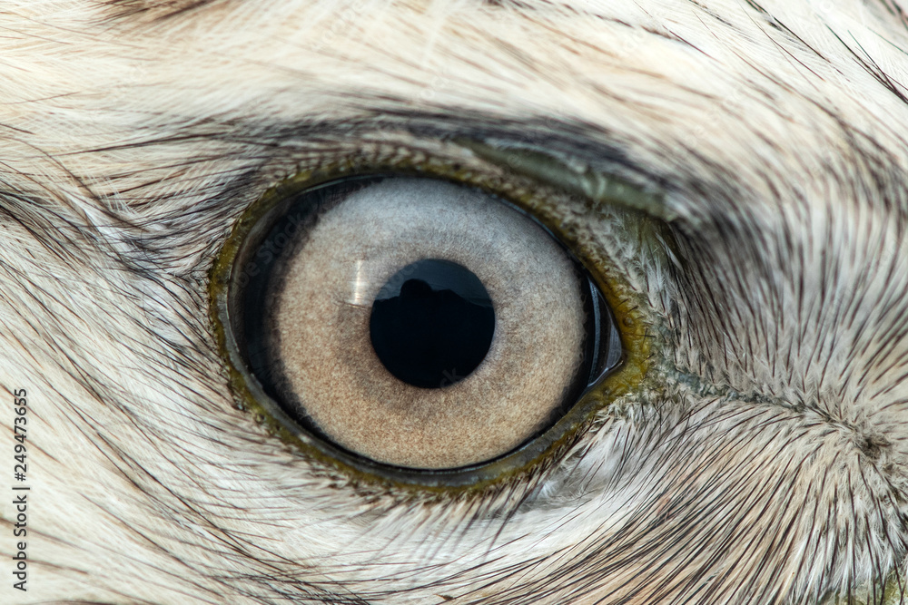Buzzard eye close-up, macro photo, eye of the male Rough-legged Buzzard, Buteo lagopus - obrazy, fototapety, plakaty 