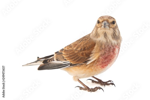 Common linnet, Carduelis cannabina, isolated on white background. Male.