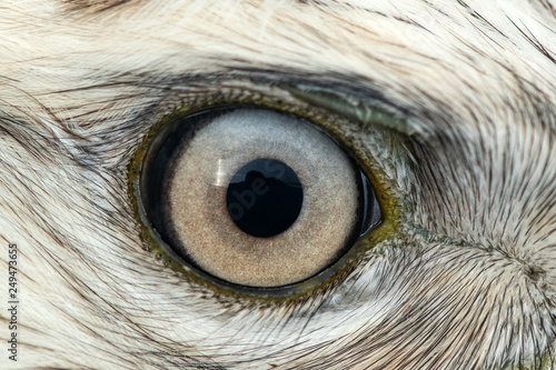 Buzzard eye close-up, macro photo, eye of the male Rough-legged Buzzard, Buteo lagopus