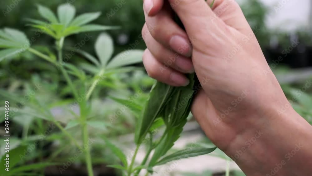 Medical Marijuana CBD grow, quality control - small cannabis plants growing in greenhouse ready to be harvested by gardener Medical Marijuana CBD grow, quality control - small cannabis plants growing in greenhouse ready to be harvested by gardener