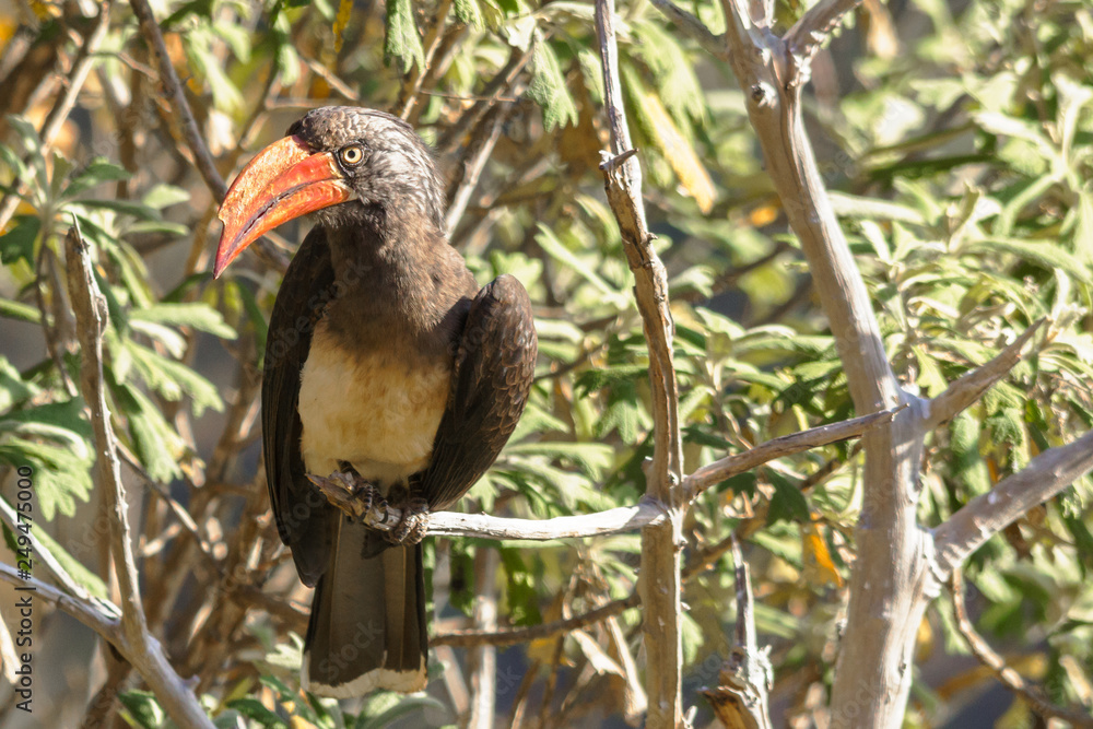 Naklejka premium crowned hornbill perched on a branch