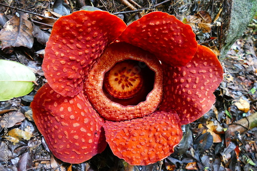 a beautiful bud of blooming, red, giant rafflesia against the background of a tropical rainy forest photo