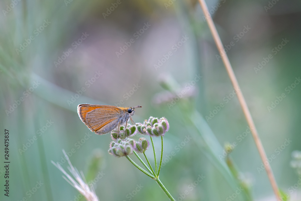 Hesperiidae / Sarı Antenli Zıpzıp / / Thymelicus sylvestris Hesperiidae / Sarı Antenli Zıpzıp / / Thymelicus sylvestris